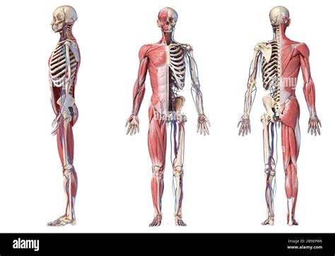 Full Body Views Of Human Skeletal Muscular And Cardiovascular Systems