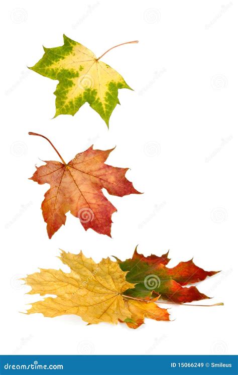 Colorful Maple Leaves Falling Down Royalty Free Stock Images Image