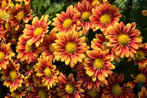 How To Grow Chrysanthemums For Fall Color Dengarden