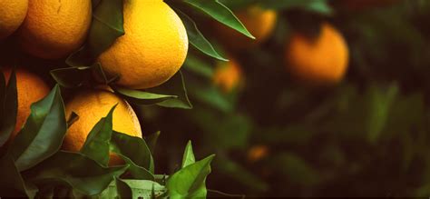 Best Citrus And Fruit Trees To Plant In Early Spring Updated 2023
