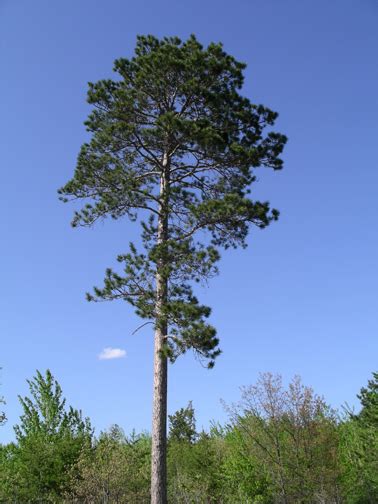 Norway Pine Red Pine Tree Facts Identification Habitat Pictures