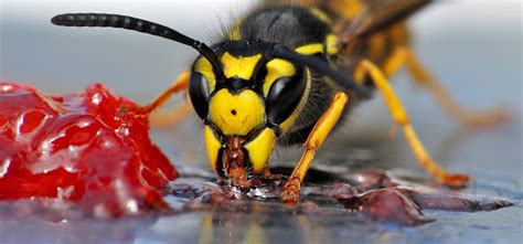 The ehrlich team is an extremely professional set of pest control experts, and we give them our highest rating. 10-FAQ's-about-wasps - The Rentokil Blog