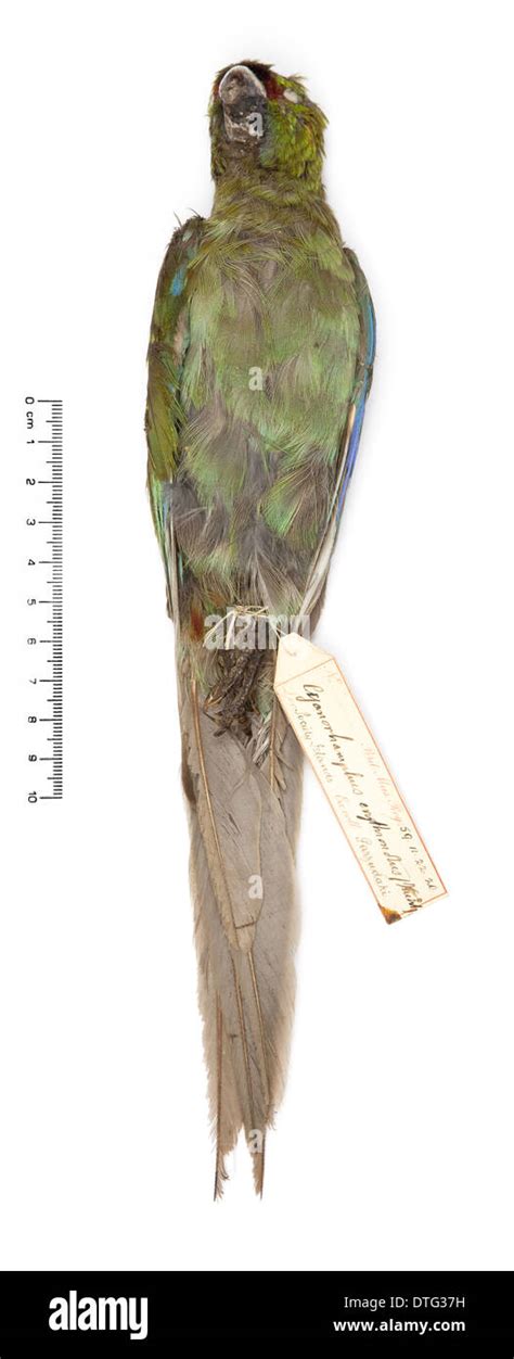 Cyanoramphus Zealandicus Black Fronted Parakeet Stock Photo Alamy