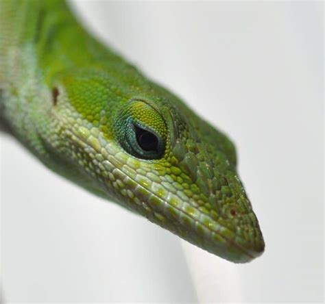 8 Types Of Lizards In The Philippines With Pictures