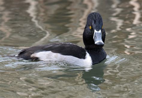 Ring Necked Duck By Tony Hovell Birdguides