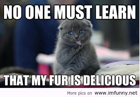 I m weak mmmeeeeemmmeeezzz funny cat memes funny animals funny. clean funny quotes - Google Search | Funny cat pictures, Kittens cutest, Cute animals