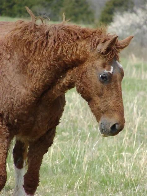 6 Interesting Facts About The Bashkir Curly Horse Horse Breeds Curly