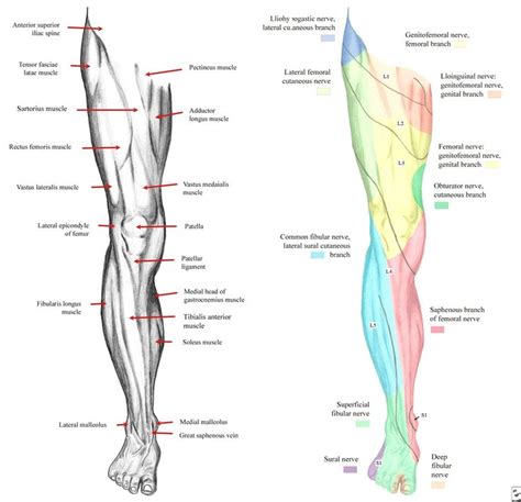 Leg Nerve Distribution Leg Dermatomes Google Search Step