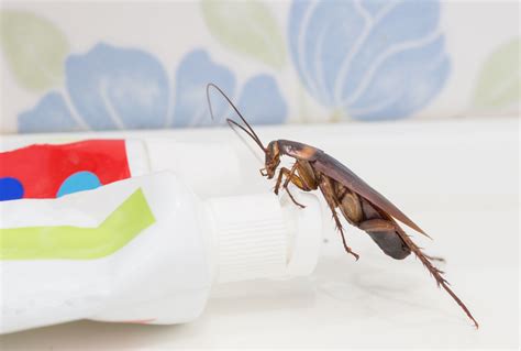 Pest Control Company Wants To Pay You To Release 100 Cockroaches Into