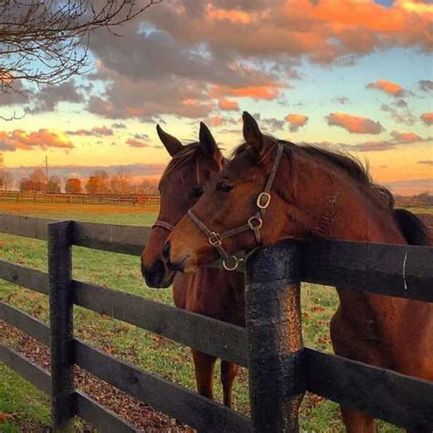 Beautiful Autumn View In Kentucky Bluegrass Country Horses Pretty