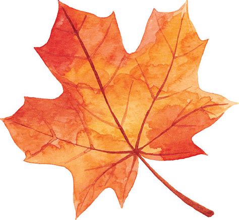 Maple Leaf In Autumn Watercolor Illustrations Royalty Free Vector