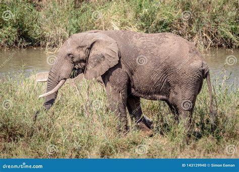 Elefante Que Come La Hierba Al Lado De Un Río Foto De Archivo Imagen