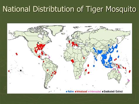 Ppt Asian Tiger Mosquito Powerpoint Presentation Id989850