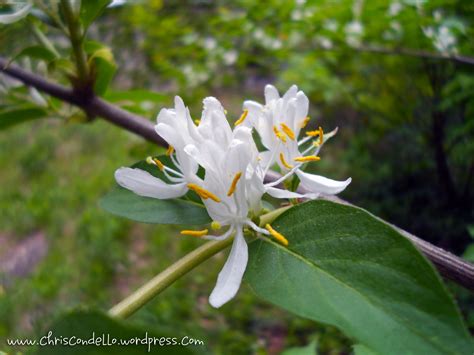 A Plant A Day Till Spring – Day 81 – Honeysuckle | chriscondello