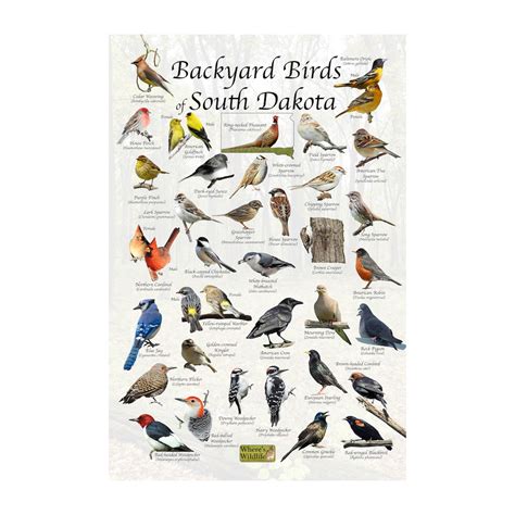 Birds Of South Dakota Backyard Birding Identification Picture Print