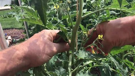 All About Pruning Tomatoes Part 2 Youtube
