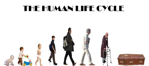 Human Life Cycle Human Life Cycle Life Cycles Writing Goals