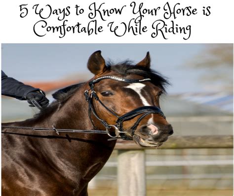 Your Horse Is Comfortable While Riding Horses Horse Training