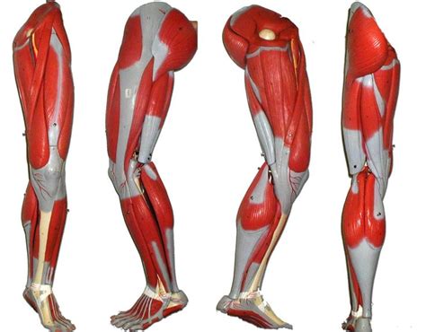Leg Muscle Diagram Leg Muscles Labeled Massage Therapy Leg