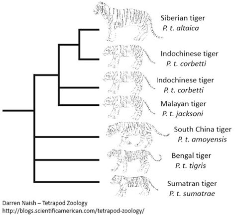 Tiger Evolution Timeline