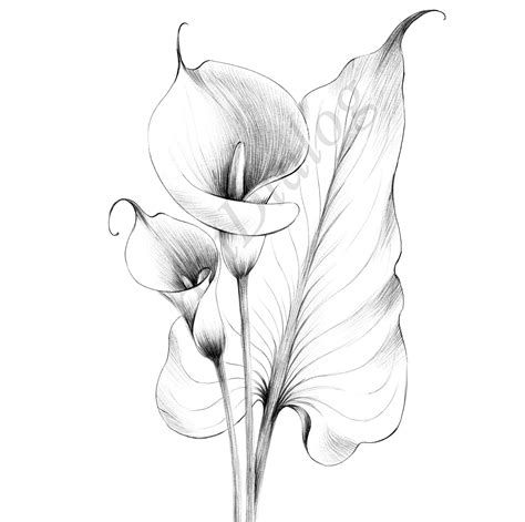 Calla Lily Sketch Botanical Print Digital File Jpeg Hygge Etsy