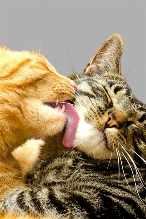 Why Do Cats Lick Each Other 4 Incredible Reasons