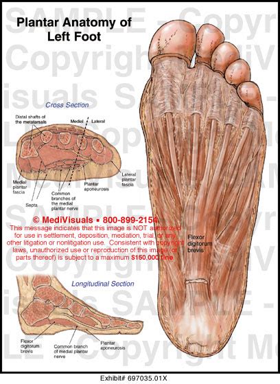 Medivisuals Plantar Anatomy Of Left Foot Medical Illustration