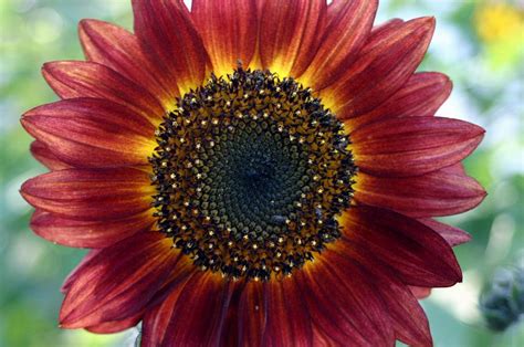 Red Sunflower Photograph By Betsy Lamere