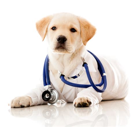 It is arguably the most recognisable sign of animal contentment: Pet First Aid 102 - Pet Poison Helpline