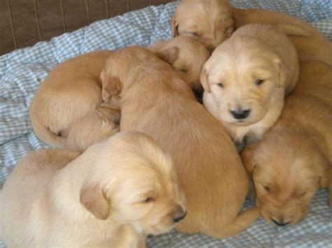 Purebred Golden Retriever Puppies For Sale In Polson Montana