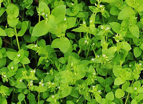 Chickweed Edible And Delicious Weed