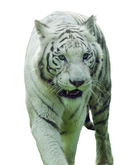 Gambar Binatang Binatang Langka Harimau Macan Putih Harimau Licik
