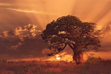 Nature Landscape Sunset Trees Baobab Trees Clouds Africa Grass Sun Rays Wallpapers Hd