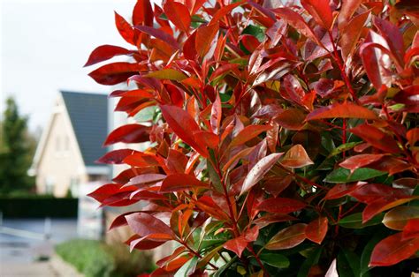 Red — falling sky (of beauty and rage 2015). La collection Globe planter - Photinia - Red Light