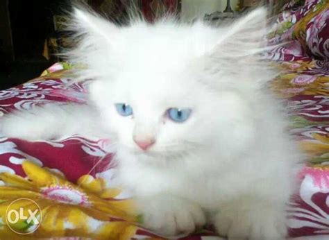 I noticed that their mom didn't came back and. Arabic Persian Cat For Sale | Belgaum | Zamroo