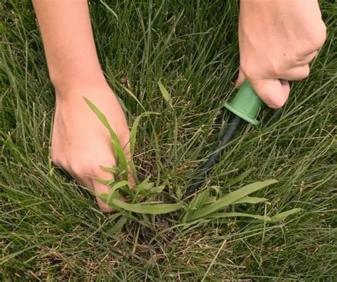 How To Get Rid Of Crabgrass Without Chemicals Grower Today