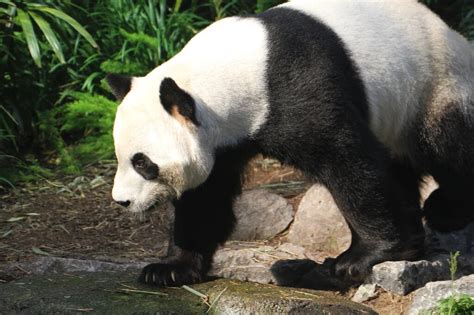 Canada Pandas Running On Empty As Bamboo Dries Up