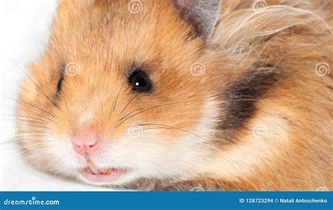 Beautiful Syrian Hamster Very Close Up Stock Photo Image Of Funny