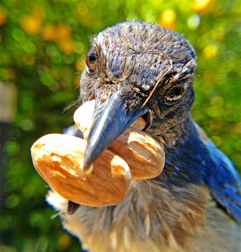 But first, a few tips on how to make. bird photo booth