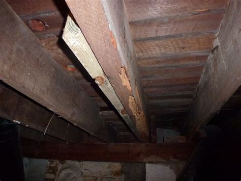 The current ceiling joists are 6 and follow the rafter spacing. Replacing Termite Damaged Ceiling Joists | www ...