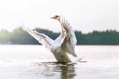 Beautiful Swan Flying