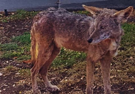 Cities Debate Trapping Euthanizing Coyotes As More Residents Recount