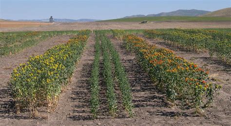 Journal Of The Nacaa Dryland Safflower Response To