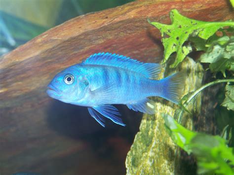 African Rift Lake Cichlids What Are Mbuna