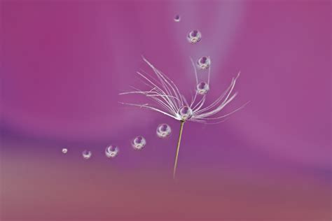 Wallpaper Art Water Seed Dandelion Droplet 5472x3648 942378