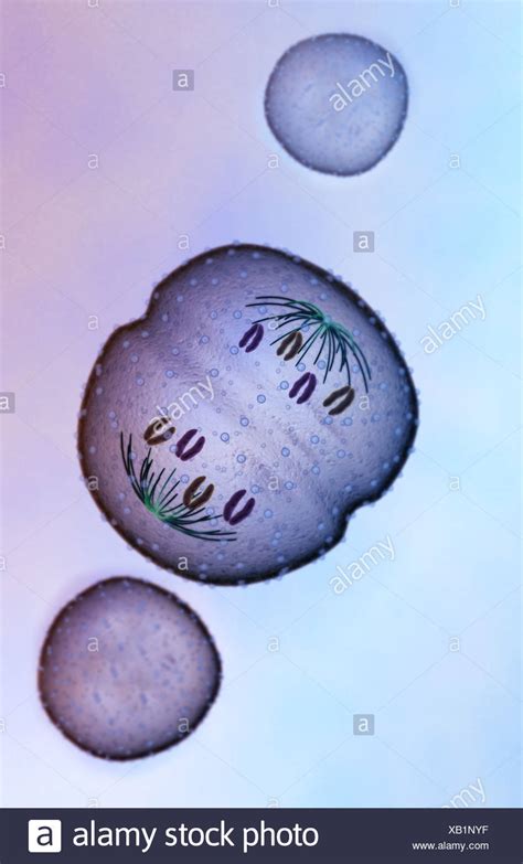 Mitosis Anaphase High Resolution Stock Photography And Images Alamy