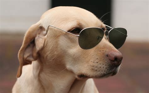 Fondos De Pantalla Cara Gafas Perro Moda Nariz Piel Perrito