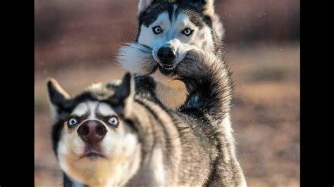 Normally it is said that siberian husky is a dog breed with some outstanding qualities. Funny And Cute Husky Puppies Compilation #1 - Cutest Husky Puppies - 100 JOKES