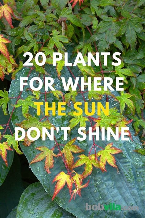 25 Shade Loving Plants For Where The Sun Dont Shine North Facing