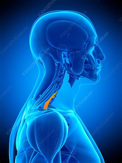 Neck Muscles Illustration Stock Image F0169404 Science Photo